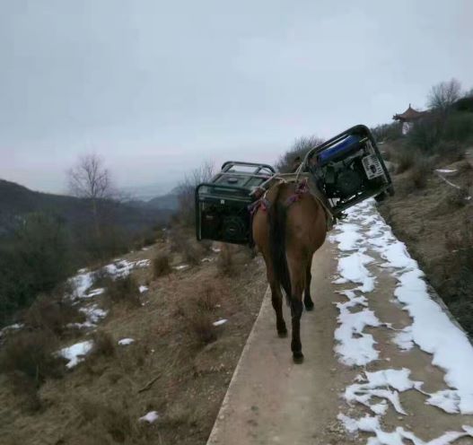 甘肃深圳骡子运输队