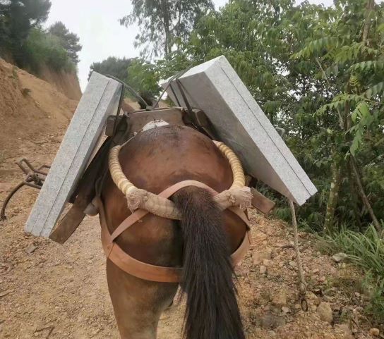 甘肃深圳骡马运输队